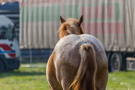 57496945-big-brown-horse-photographed-from-behind
