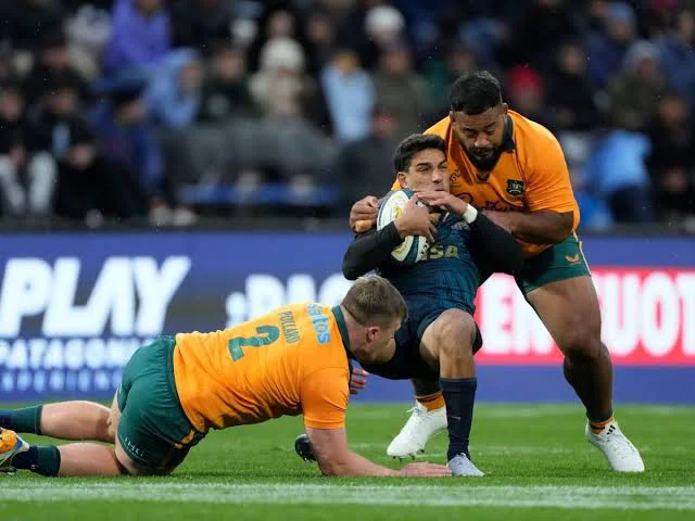 Los pumas