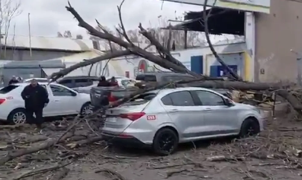 Arbol caído en guaymallén