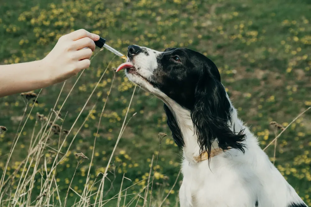 cannabis animales