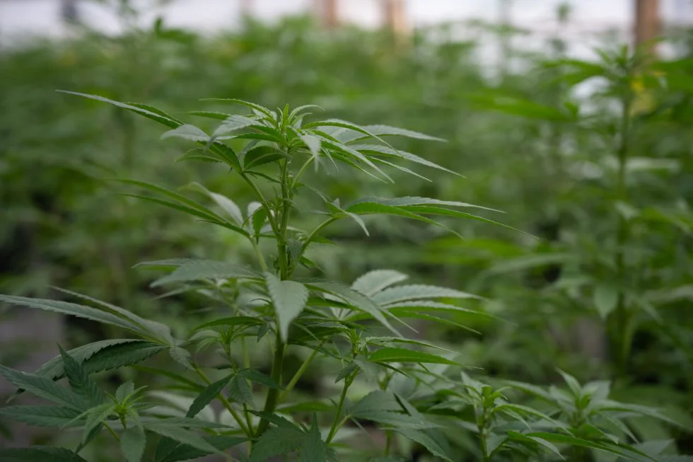 cannabis m