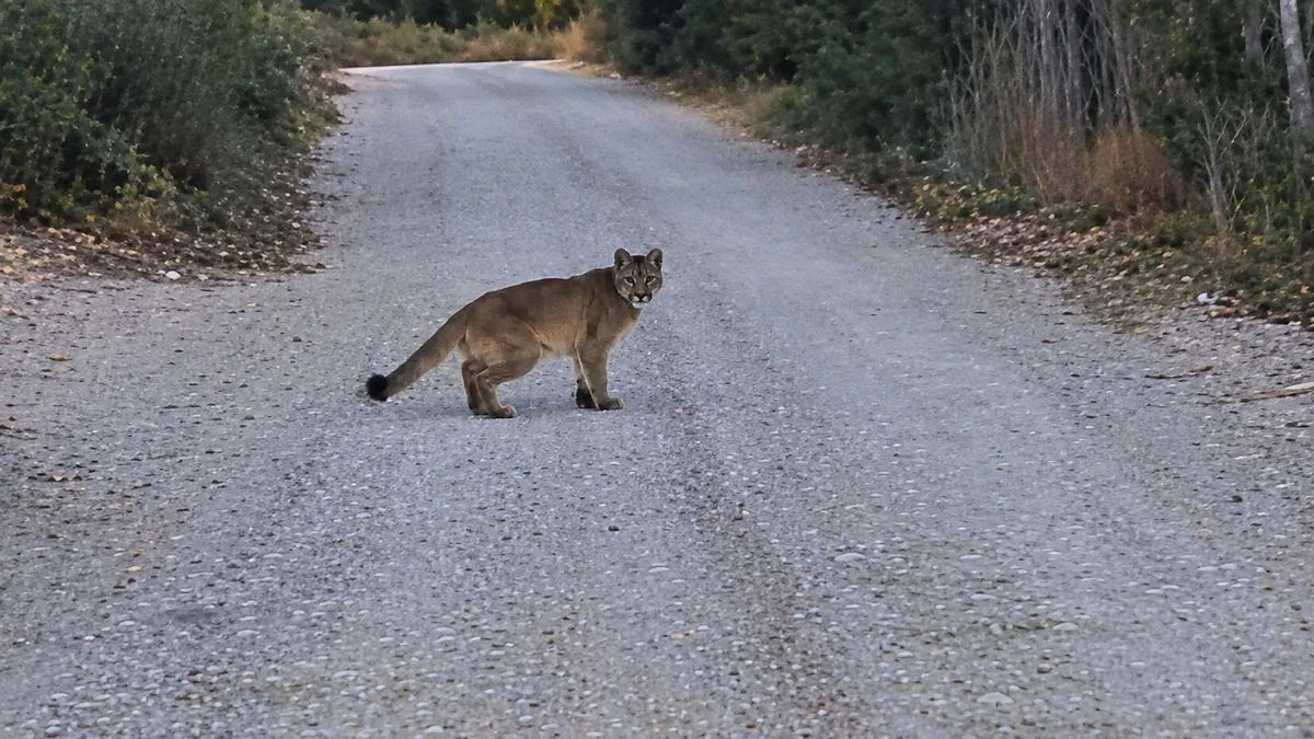 puma-lujan-cuyo-3