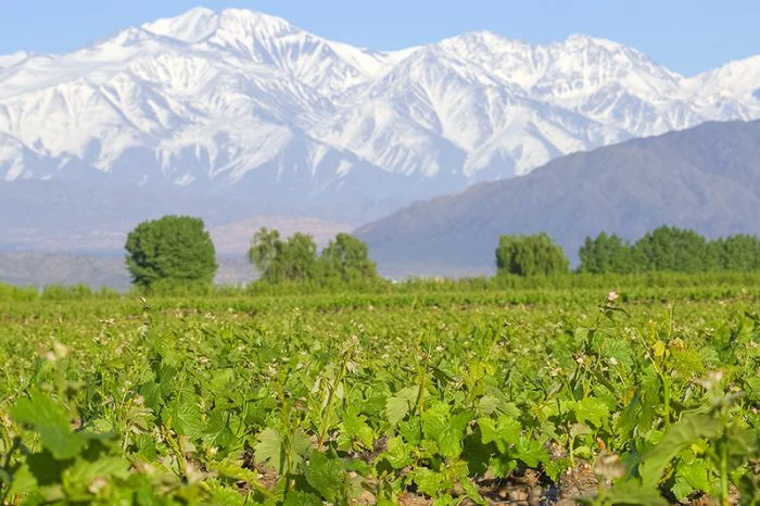 Mendoza